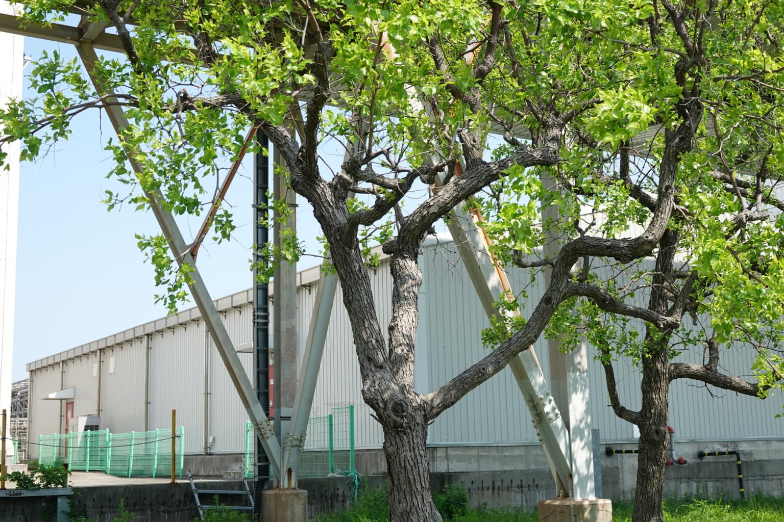 Arboles Sin Huercos: ¿Qué Ocurre Abajo de la Superficie?