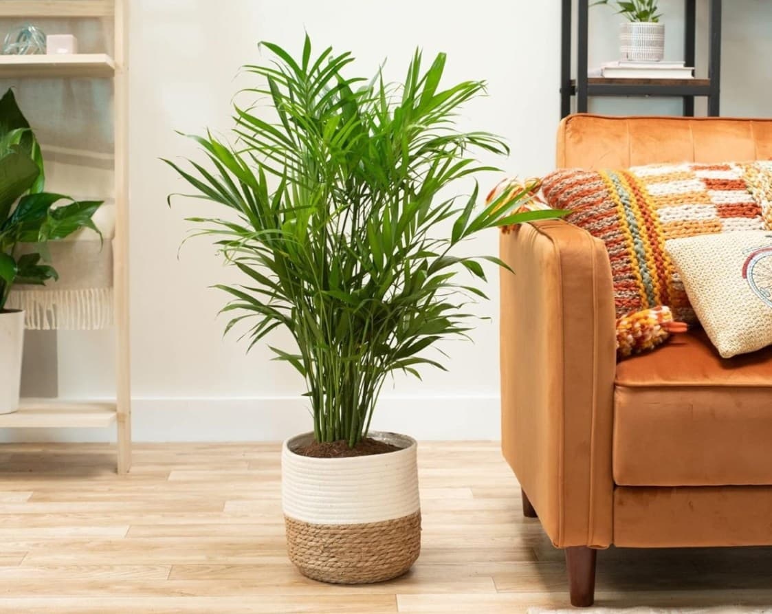 El Retorno del Verde: Las Palmeras Indoor, Tendencia en 2026