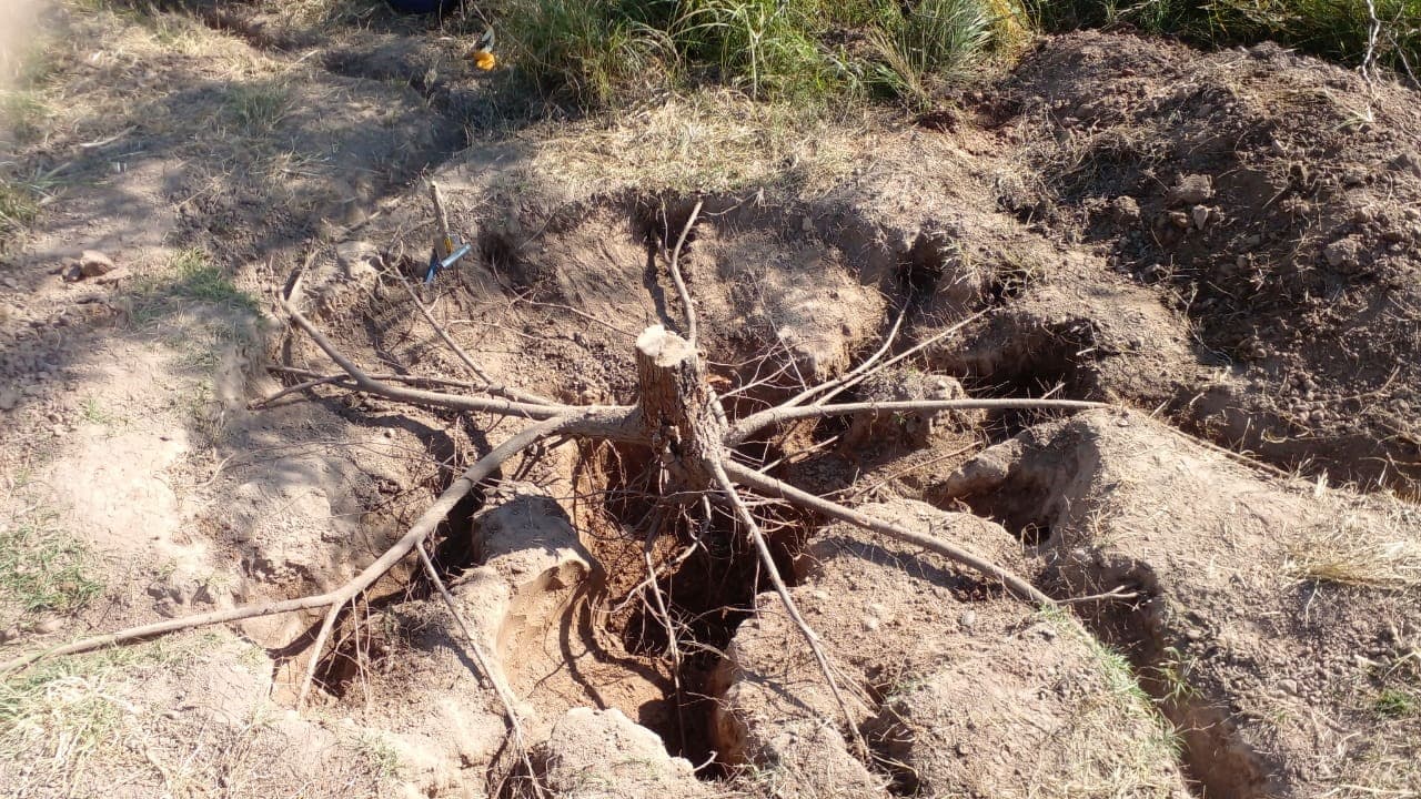 Arboles Sin Huercos: ¿Qué Ocurre Abajo de la Superficie?